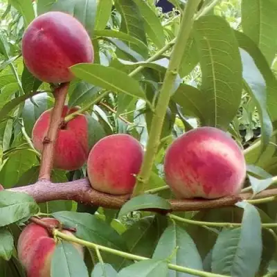 Персик КИЕВСКИЙ РАННИЙ в Мозыре