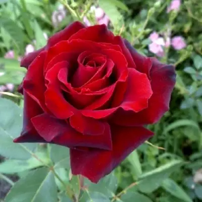 Роза ТАБУ чайно-гибридная в Мозыре