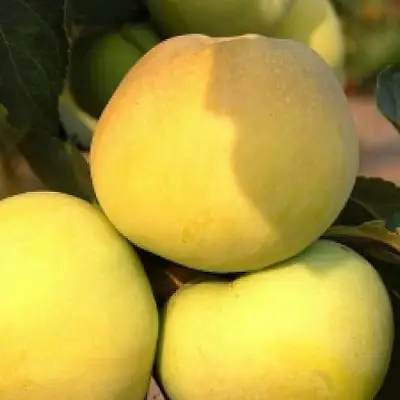 Яблоня АНТОНОВКА ЗОЛОТАЯ в Мозыре