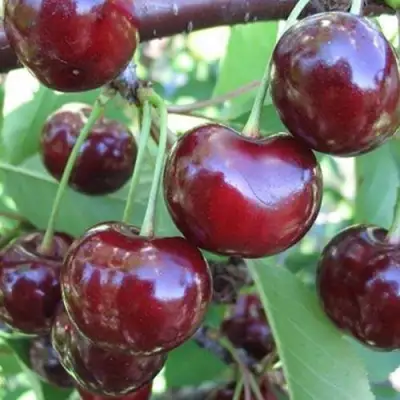 Вишня ЖАДАНА в Мозыре