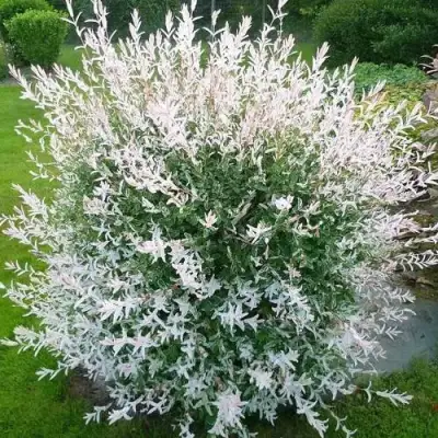 Ива ХАКУРО НИШИКИ в Мозыре