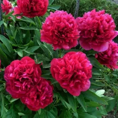 Пион БЕЛГРАВИЯ травянистый в Мозыре