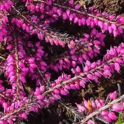 ЭРИКА "АЛЬПИЙСКИЙ ВЕРЕСК" (зимующая) сорт АТРОРУБРА в Мозыре