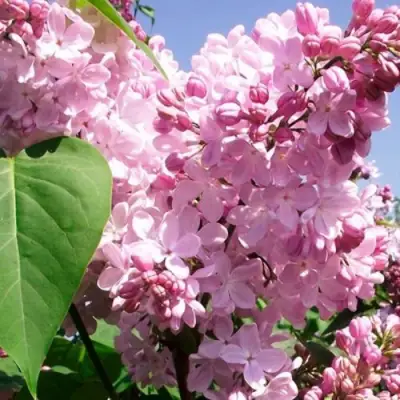 Сирень АДЕЛИНА в Мозыре