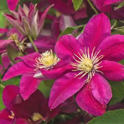 Клематис ЭРНЕСТ МАРКХАМ в Мозыре