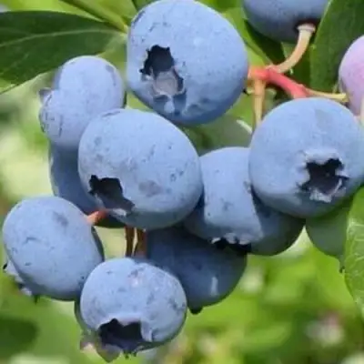 Голубика ДАРРОУ в Мозыре