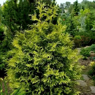 Туя ЗЕБРИНА ЭКСТРА ГОЛД складчатая в Мозыре