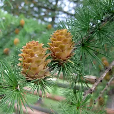 Лиственница КЕМПФЕРА в Мозыре