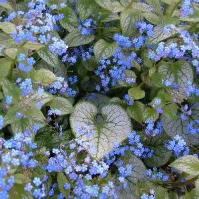 Бруннера ДЖЭК ФРОСТ в Мозыре