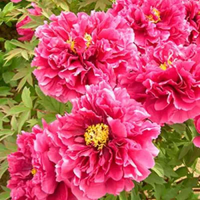 Пион ВОСХОД СОЛНЦА древовидный в Мозыре