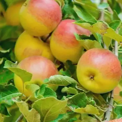 Яблоня ПАМЯТЬ БЛЫНСКОГО колонновидная в Мозыре