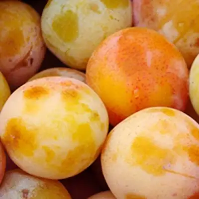 Слива ЯХОНТОВАЯ в Мозыре