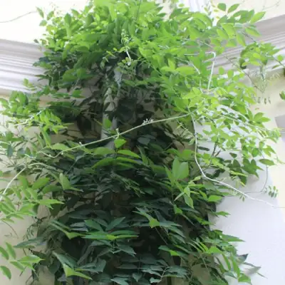 Глициния макростахия БЛЮ МУН в Мозыре