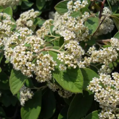 Кизильник пузырчатый в Мозыре