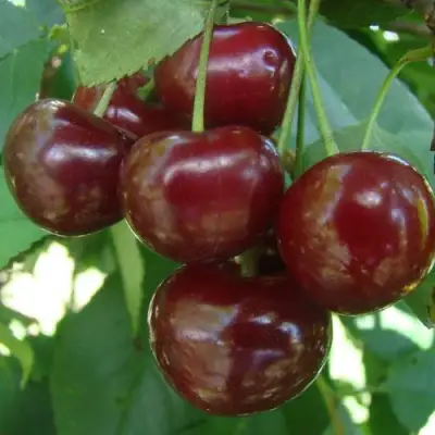 Дюк КОРМИЛИЦА в Мозыре