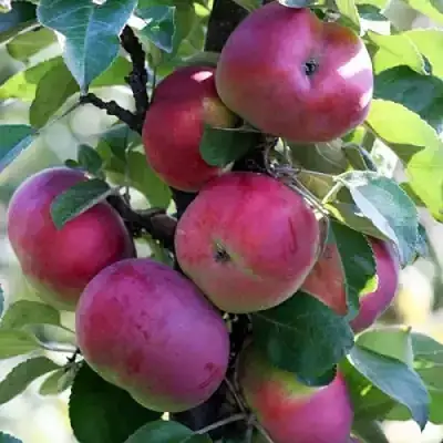 Яблоня ЕСЕНИЯ колонновидная в Мозыре