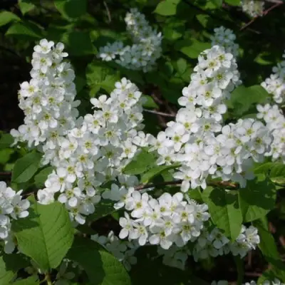 Черемуха ПАМЯТИ САЛАМАТОВА в Мозыре