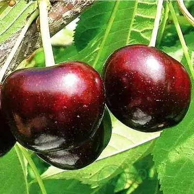 Черешня САММИТ в Мозыре
