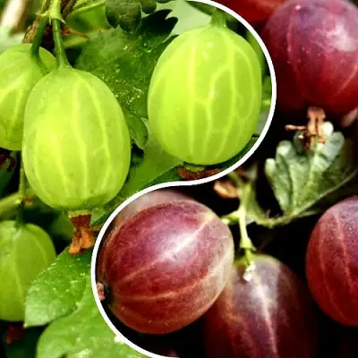 Комплект СКАЗКА в Мозыре