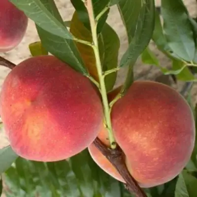 Персик ЮБИЛЕЙ СТОЛИЦЫ колонновидный в Мозыре