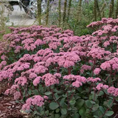 Очиток (седум) МАТРОНА в Мозыре