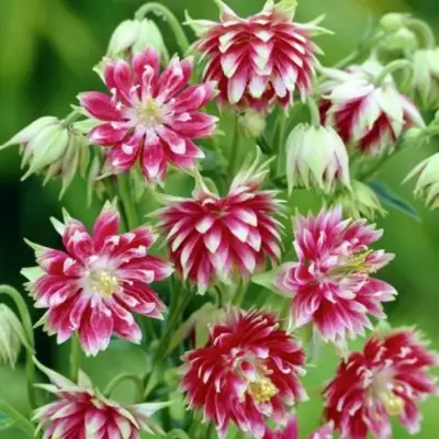 Аквилегия БАРЛОУ НОРА гибрид МакКаны в Мозыре