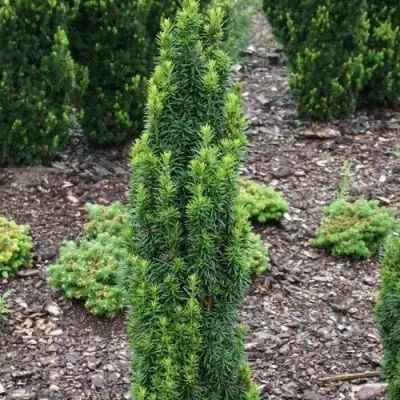 Тис ВОЙТЕК средний  в Мозыре