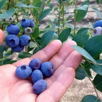 Голубика НОРТ КАНТРИ в Мозыре