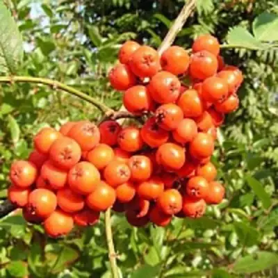 Рябина КОНЦЕНТРА сладкоплодная в Мозыре