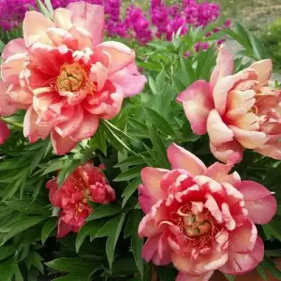 Пион ДЖУЛИЯ РОУЗ ито-гибрид в Мозыре