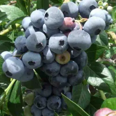 Голубика КРОЭТЭН в Мозыре