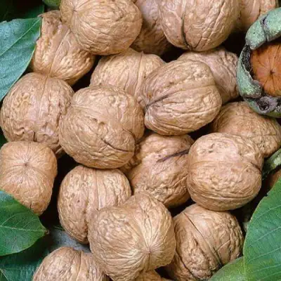 Грецкий орех ПРЕЗИДЕНТ в Мозыре