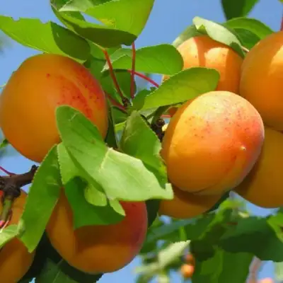 Абрикос КИЕВСКИЙ РАННИЙ в Мозыре