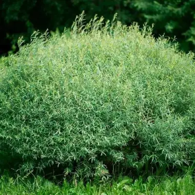 Ива НАНА пурпурная в Мозыре