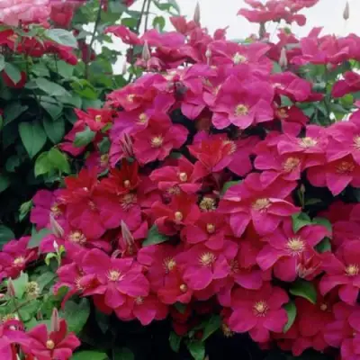 Клематис РУЖ КАРДИНАЛ в Мозыре