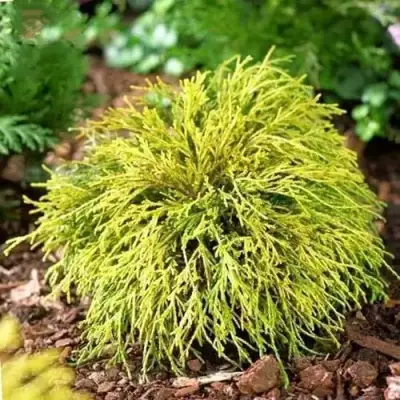 Кипарисовик ВАВЕЛ горохоплодный в Мозыре