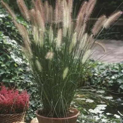 Пеннисетум ХАМЕЛН в Мозыре