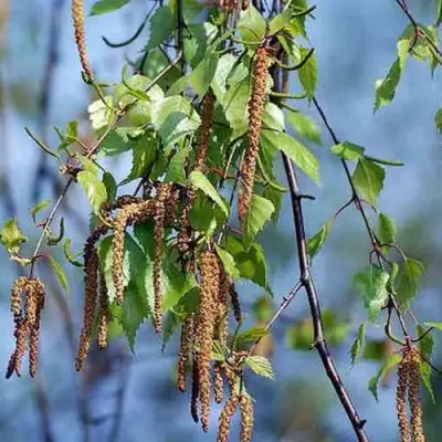 Береза ПОВИСЛАЯ в Мозыре