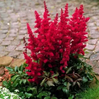 Астильба ГЛАТ Арендса в Мозыре