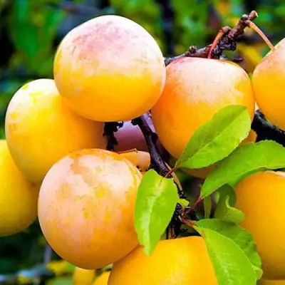 Слива МИНСКАЯ в Мозыре