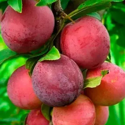 Слива КЛЕОПАТРА в Мозыре