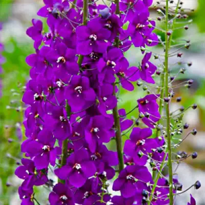 Коровяк ВИОЛЕТТА (вербаскум) в Мозыре