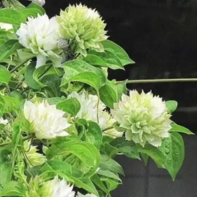 Клематис КОХАНА в Мозыре