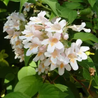 Кольквиция прелестная в Мозыре