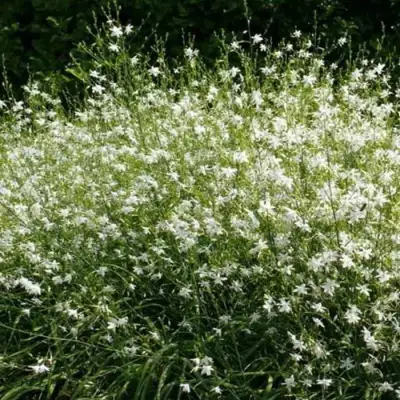 Венечник ветвистый в Мозыре
