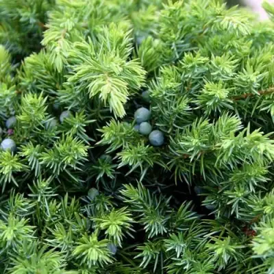 Можжевельник ШЛЯГЕР прибрежный в Мозыре