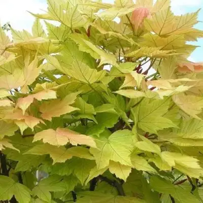 Клен ложноплатановый в Мозыре