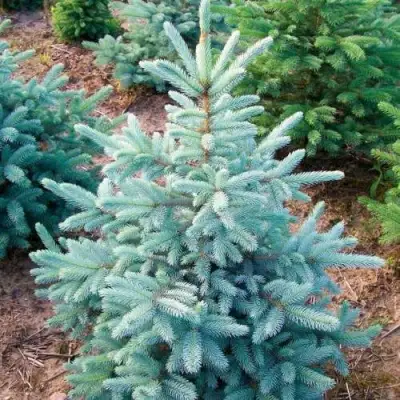 Ель КЕЙБАБ колючая в Мозыре