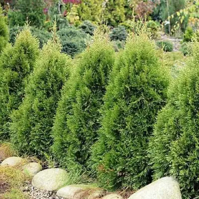 Туя СМАРАГД ВИТБОНТ западная в Мозыре