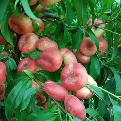 Нектарин КОНЦЕТТИНА в Мозыре